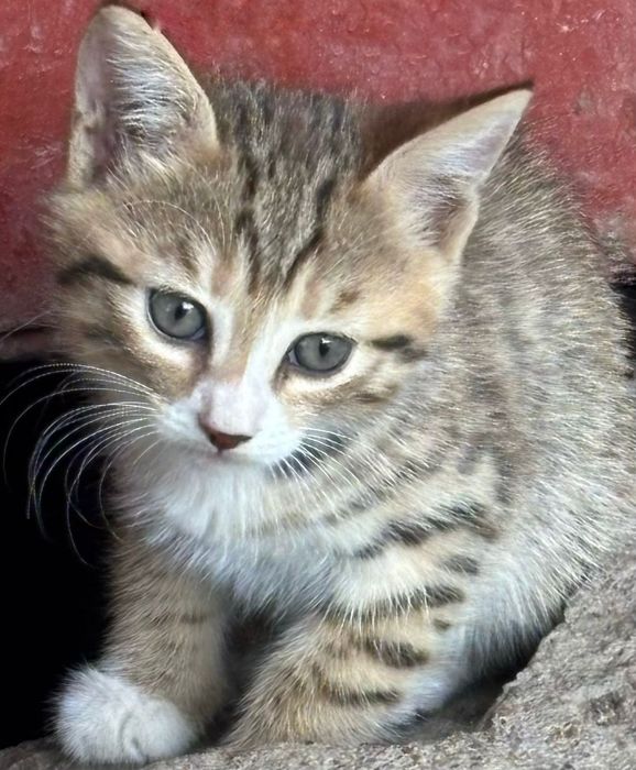 Котята бесплатно
