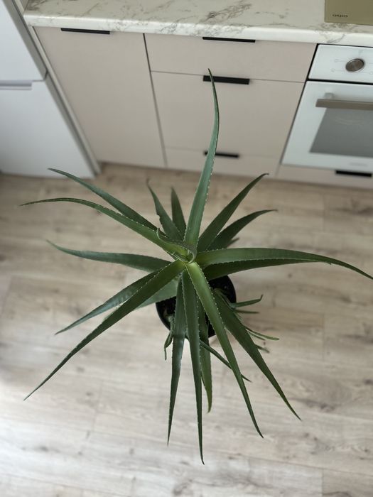 Продам алоэ Вера