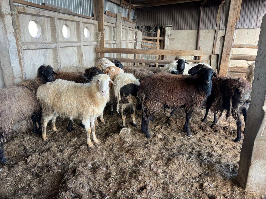 Ісек , сауық қойлар