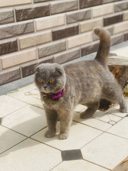 Skotish fold srochni sotiladi