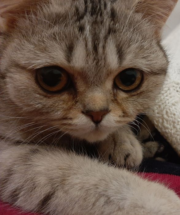 Продам кошечку британской породы ,