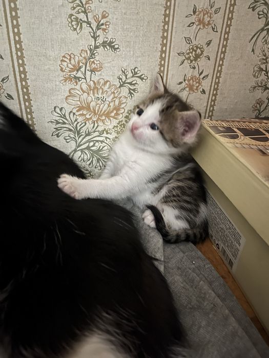 Котята девочки 1 мес. Отдам в добрые руки