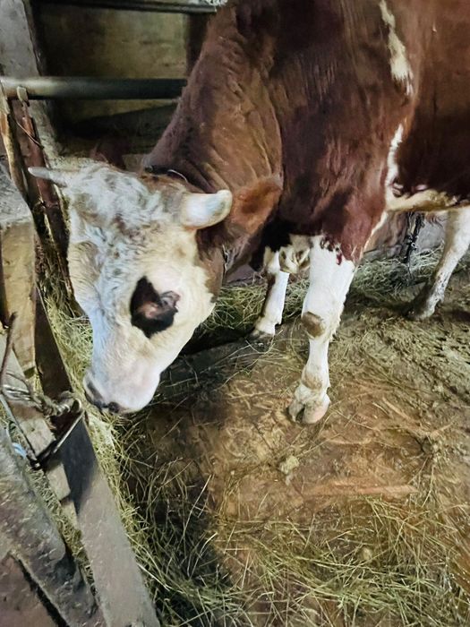 Бука смминтал 2жас 3 ай