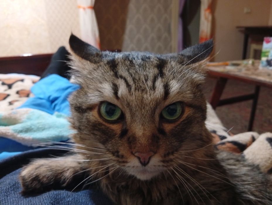 Адам ката хорошие руки