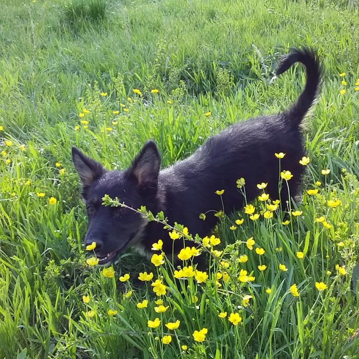 Срочно щенка девочка