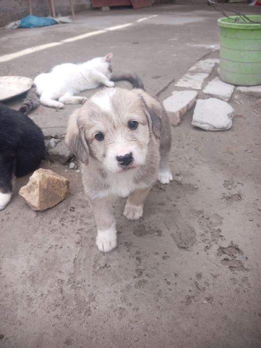 Акилли кучукчалар