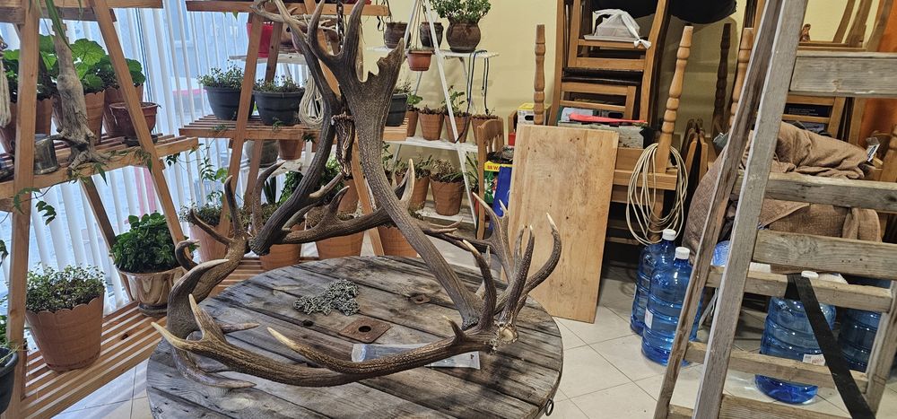 Полюлей от еленски рога