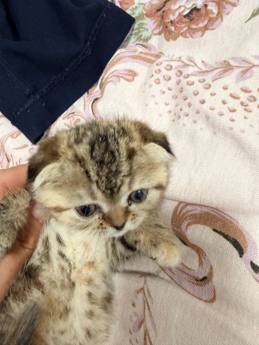 шотландская вислоухая кошка