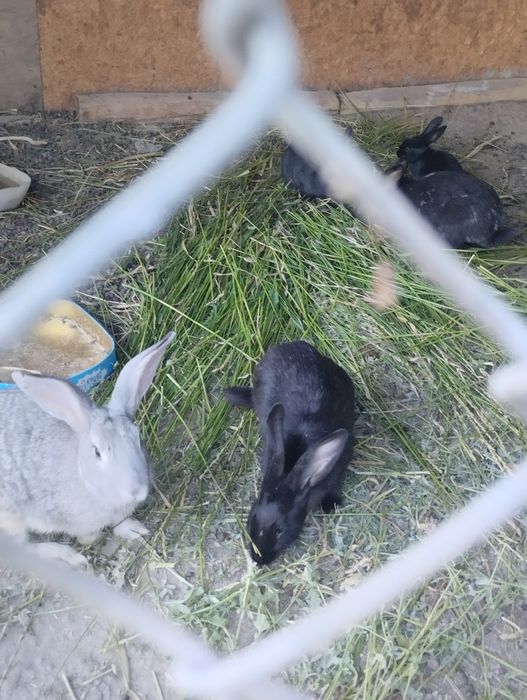 Кролик қояндар с