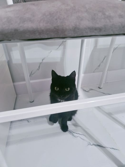 Мысық ақылдыыыыы