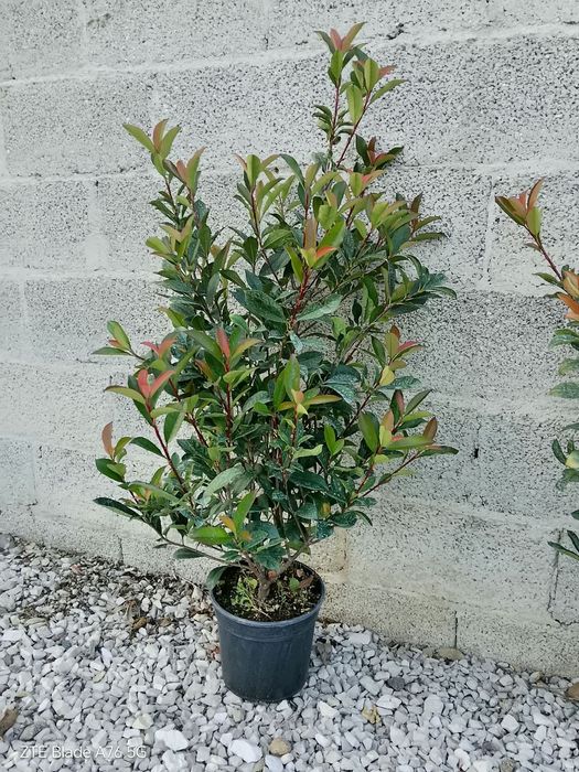 Gard viu Photinia Red Robin