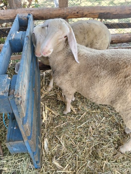 Vând mieluță și berbecuț bergamasca au peste 65 kg bucata