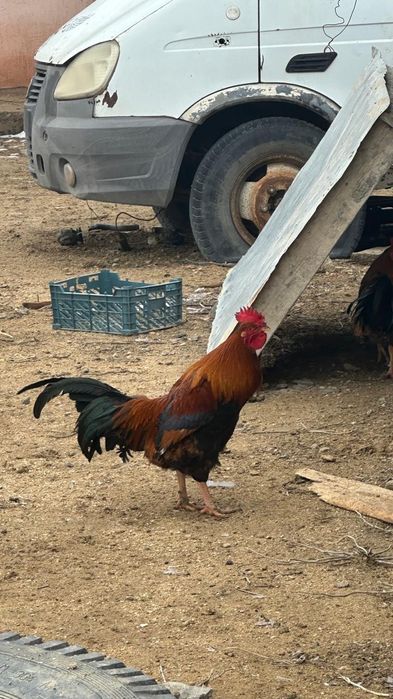 Әтештер сатылады