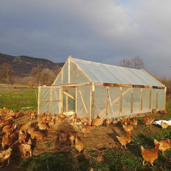 Кокошки носачки свободно отглеждани