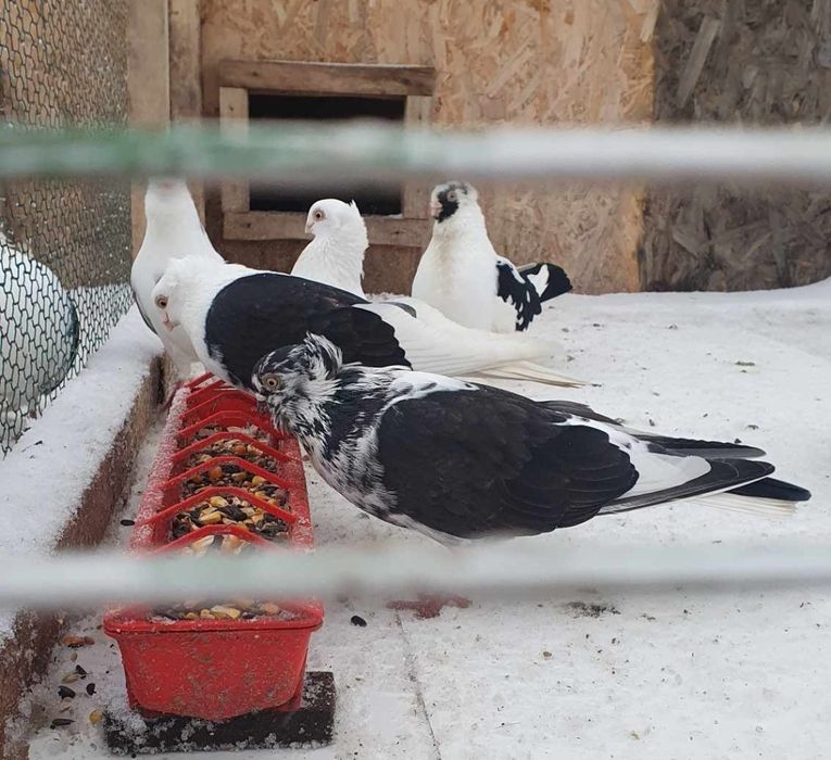 Vand porumbei jucatori de amara