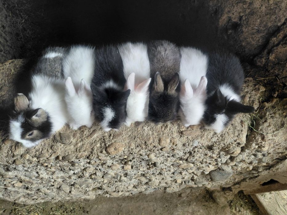 Iepurași pitici o lună