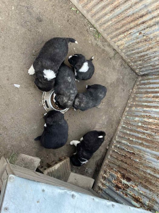 Подаряват се кученца - останаха 2 женкси