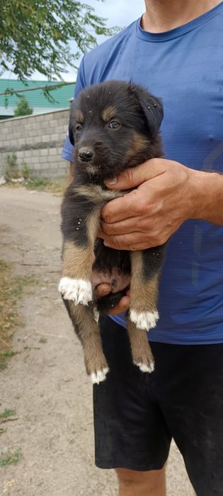 Милый мальчишка в добрые руки