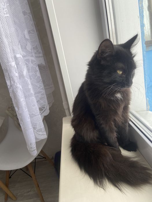 Отдам в добрые руки