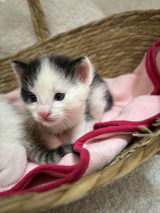 Мысық алам деушілер болса