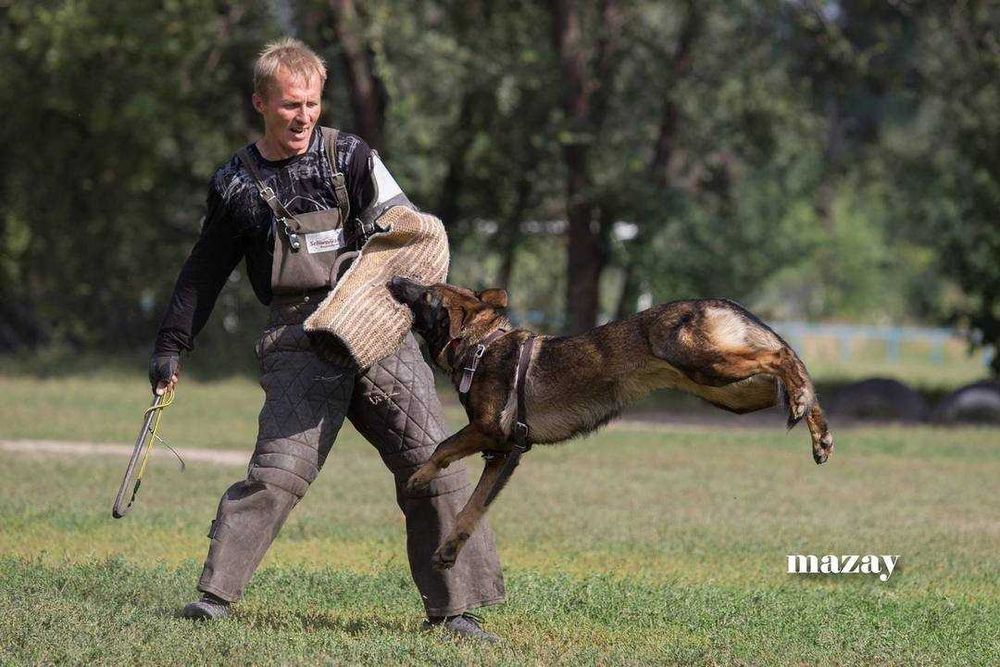 Щенок немецкой овчарки РР