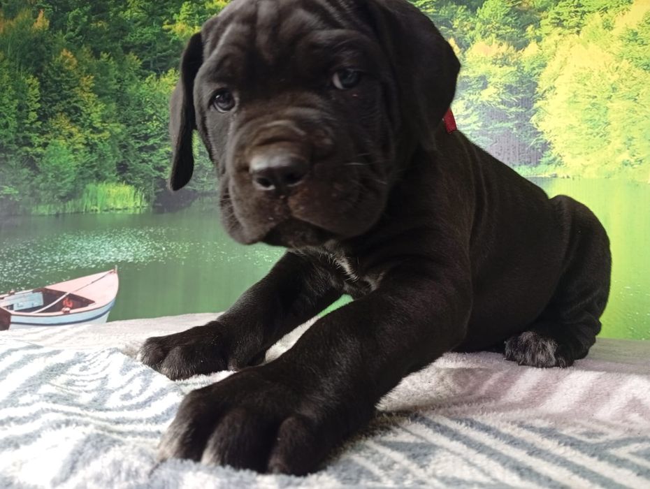 Кане Корсо cane Corso Italiano