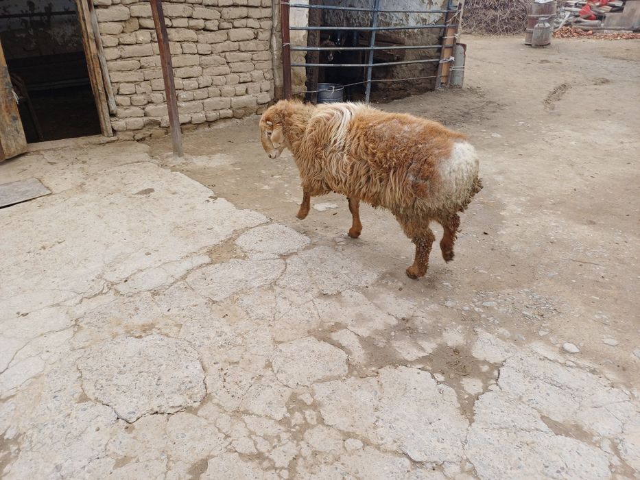 Семіз қошқар сатылады