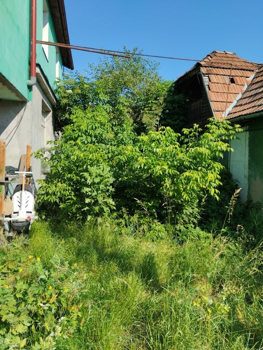 Vând roi și famili de albine