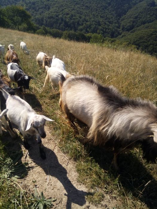 Vând capre și un țap
