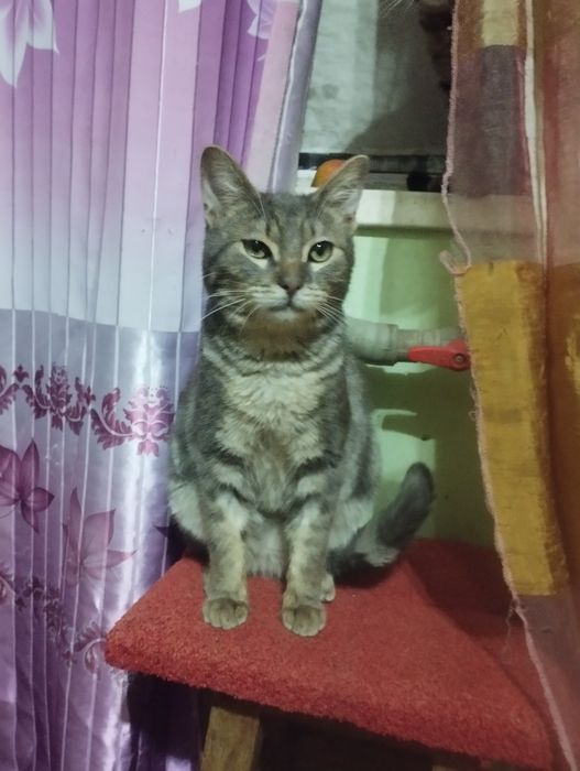 Кошки в добрые руки