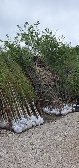 Mesteacăn Tei platani