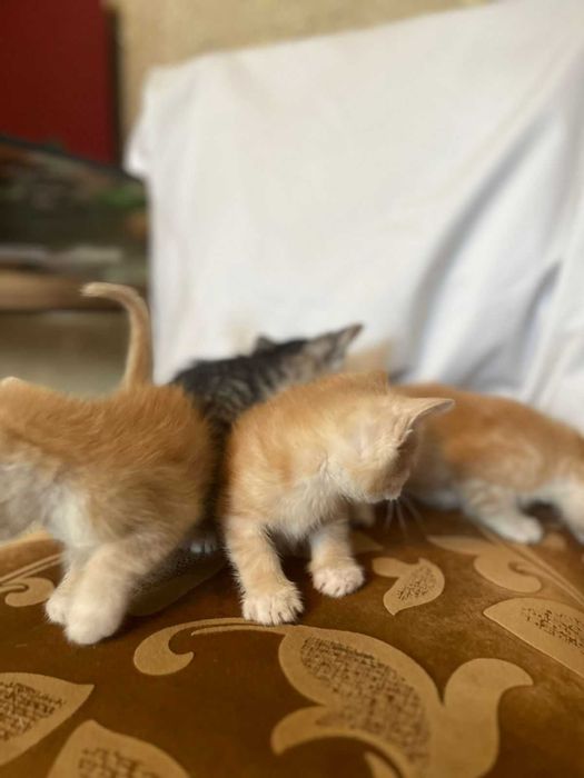 Очаровательные котята