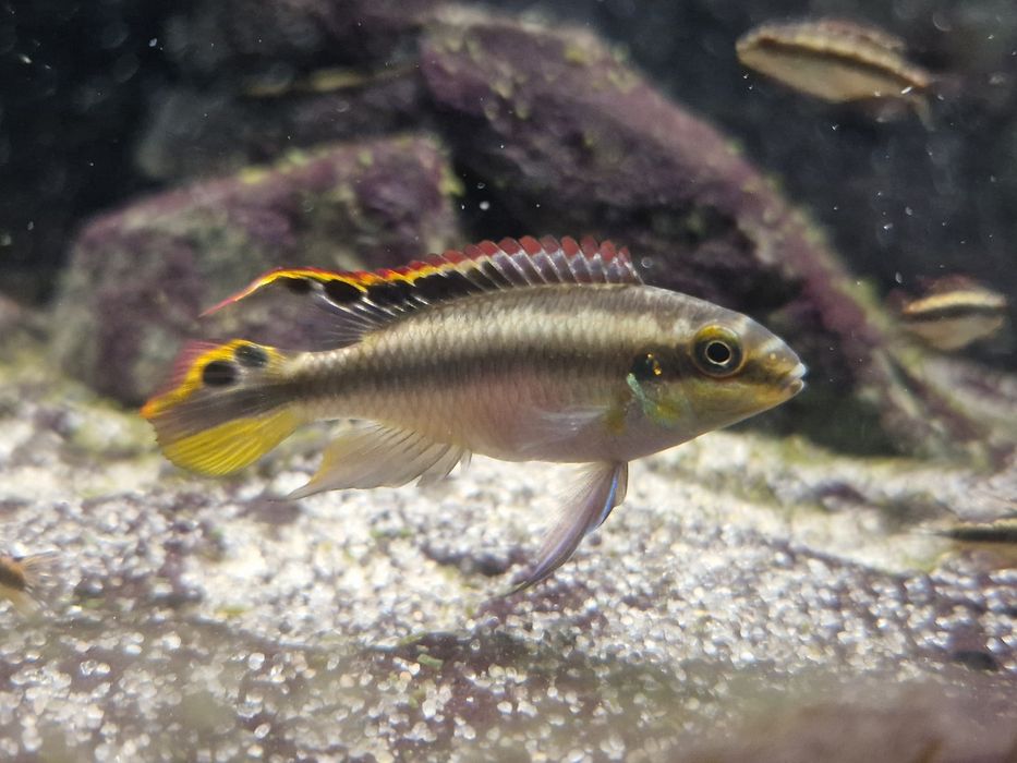 Продам мальков пульвикохромиса