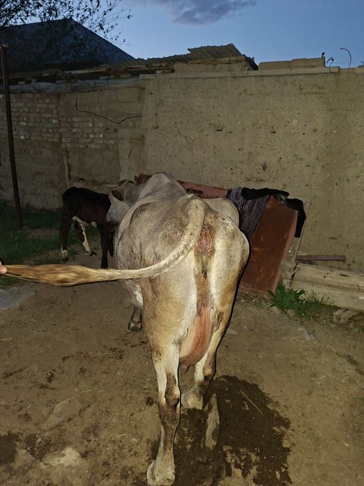 Бұзаулы сиыр сатылады