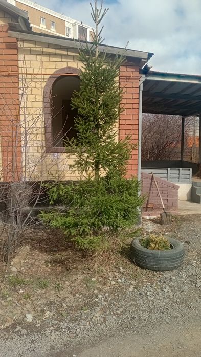 Продам елку и сосну