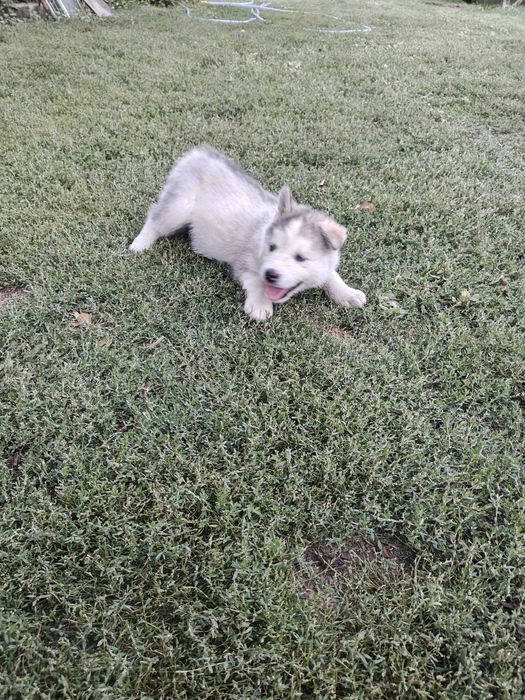 Pui Husky Siberian cu ochi albaștri – Deparazitați și vaccinați