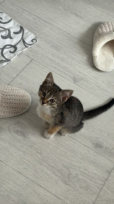 Отдадим в добрые руки котят