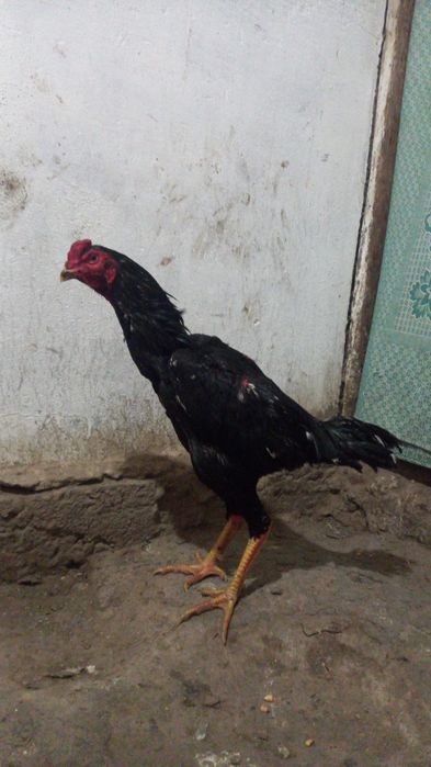 40 000 петух сильных кровей