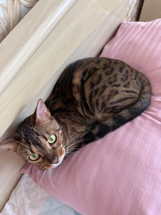 Бенгал коричневый