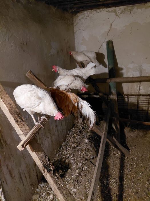 Продам 6 курей 1 петуха
