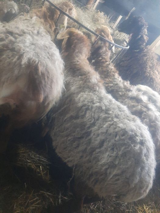 Продам котную овцу