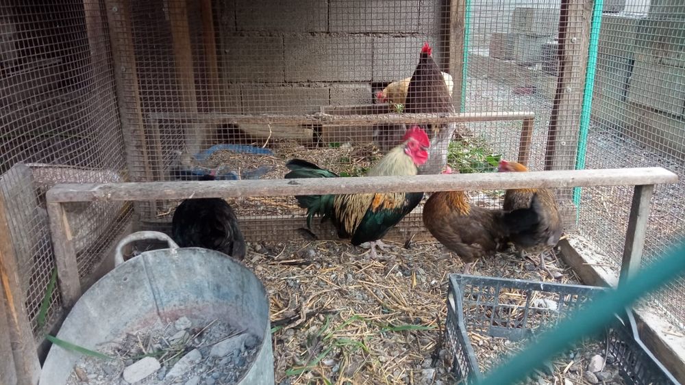 Продам карликовых курей