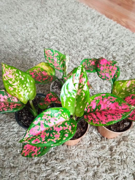 Аглонема Aglaonema Spotted Star