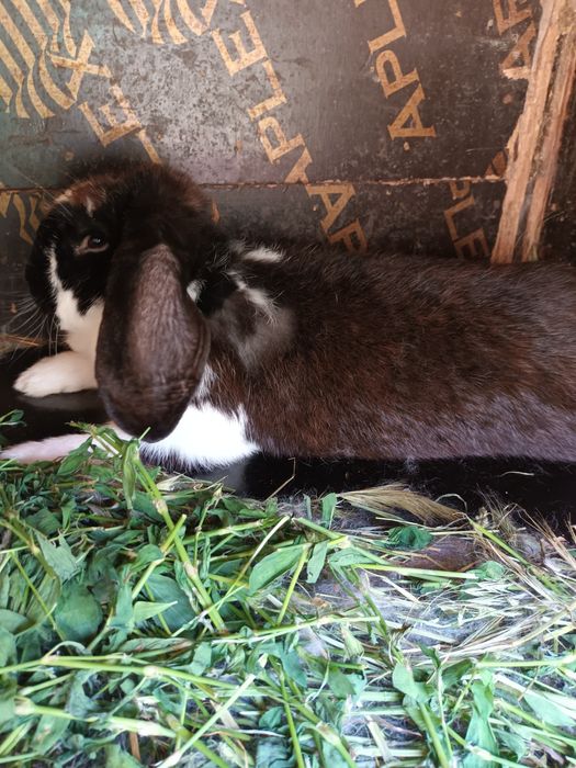 Iepuri de vinzare  mici și mari