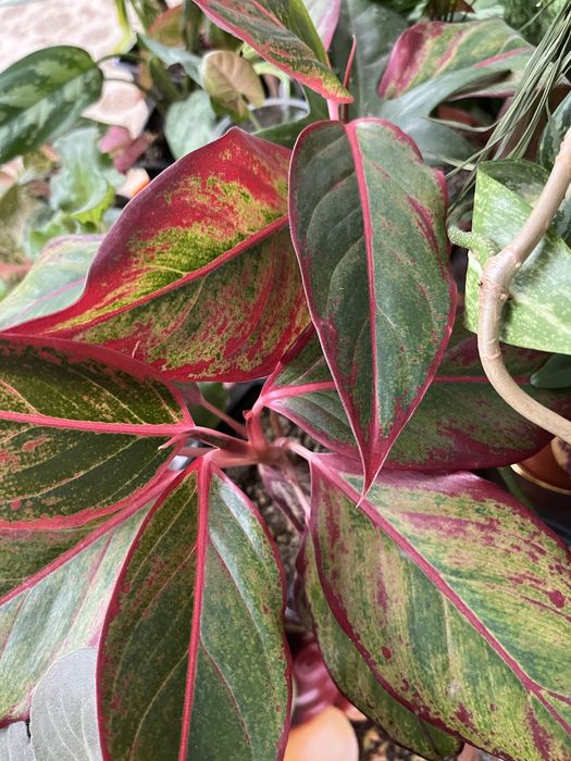 В Продаже Аглаонемы