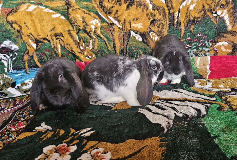 Masculi berbec german