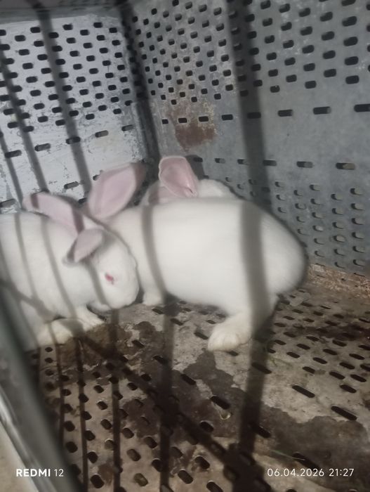 Продам кроликов      .