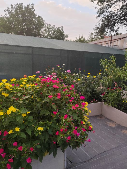 цветы семена ночная красавица