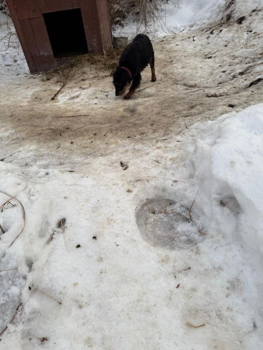 Продается ягдтерьер