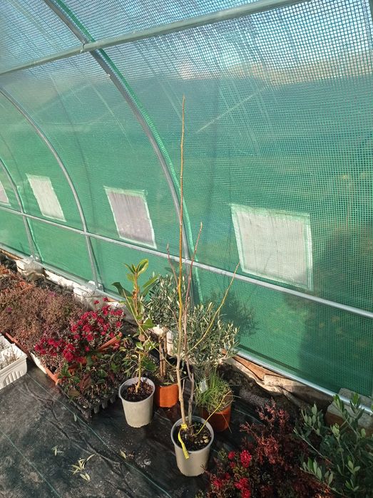 Магнолия 3 видаа